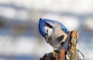Blue Jay On Tree Stump by Deb Oppermann