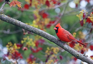 Northern Red Cardinal In Colourful Spring