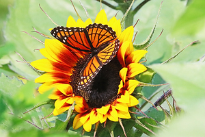 Viceroy And Sunflower