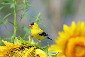 Goldfinch And Sunflower