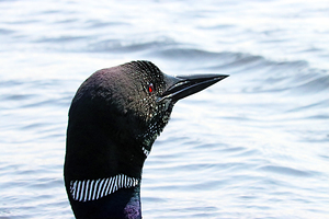 Common Loon Close Up