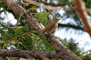 Palm Warbler In The Cedar