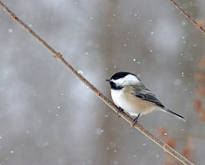 Black Capped Chickadee In Snowfall