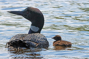 Common Loon And Chick I