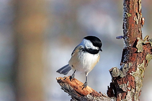 Timid Black Capped Chickadee