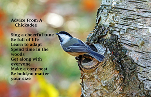 Advice From A Chickadee