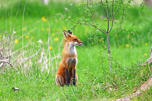 Relaxed Red Fox