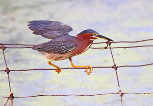 Balancing On The Wire