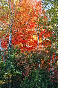 Birch And Maple In Autumn Vertical