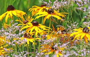 Black Eyed Susans And Sea Lavender