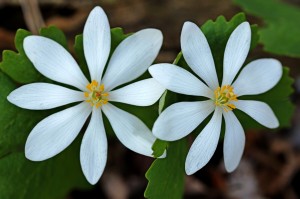 Bloodroot