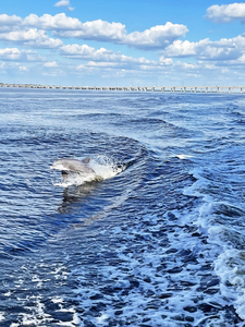 Bottlenose