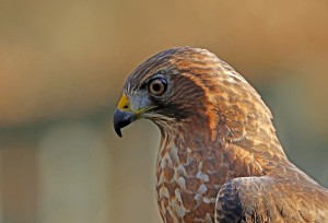Broad Winged Hawk In Thought
