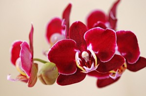 Burgundy Red Orchids