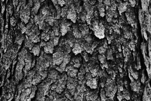 Burnt Cornflakes Black And White