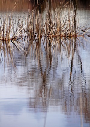 Cattail Abstract Print