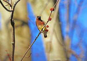 Cedar Waxwing In Spring Maple Tree