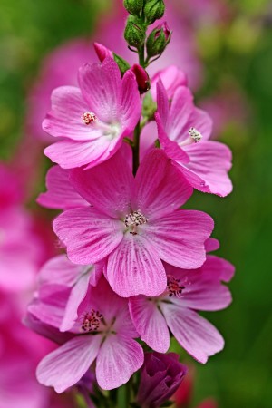 Checkerbloom