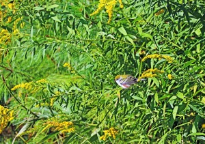 Chestnut Sided Warbler In Goldenrod