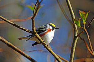 Chestnut Sided Warbler Highlighted In Morning Light