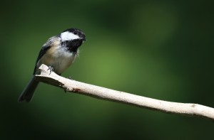 Chickadee In The Spotlight Print