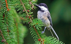 Chickadee In The Spruce Tree