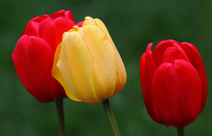 Classic Spring Garden Tulips