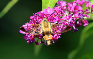 Clearwing Hummingbird Moth Sipping The Nectar