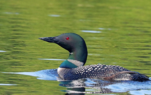 Common Loon