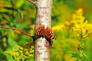 Compton Tortoiseshell Butterfly