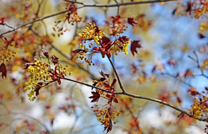 Crimson King Maple In Spring