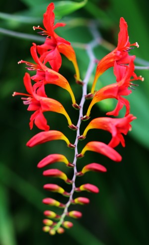 Crocosmia