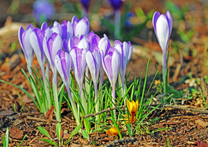 Crocus In The Wild