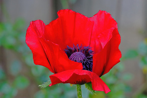 Deep Red Poppy
