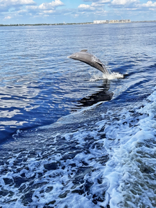 Dolphin Jump