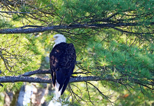 Eagle Aware Of Approach