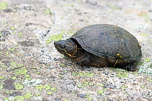 Eastern Musk Turtle