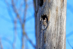 Eastern Screech Owl In Tree Cavity