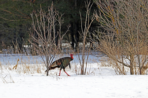Edge Of The Woods Turkey