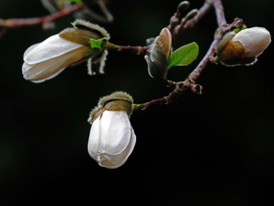 Elegant Magnolia Buds