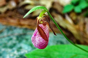 Fading Lady Slipper