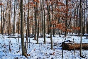 Fall And Winter Forest