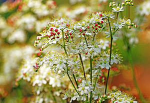 Fernleaf Dropwort
