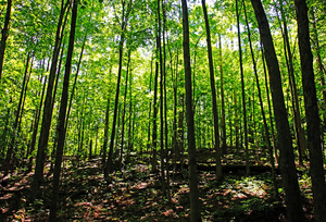 Filtered Forest Light