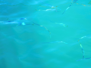 Fishy Sea