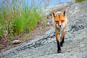 Foxy