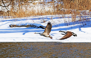 Geese In Winter In Flight