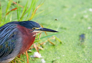 Grumpy Heron