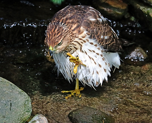 Hawk With Attitude