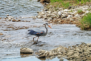 Heron On The Grand
